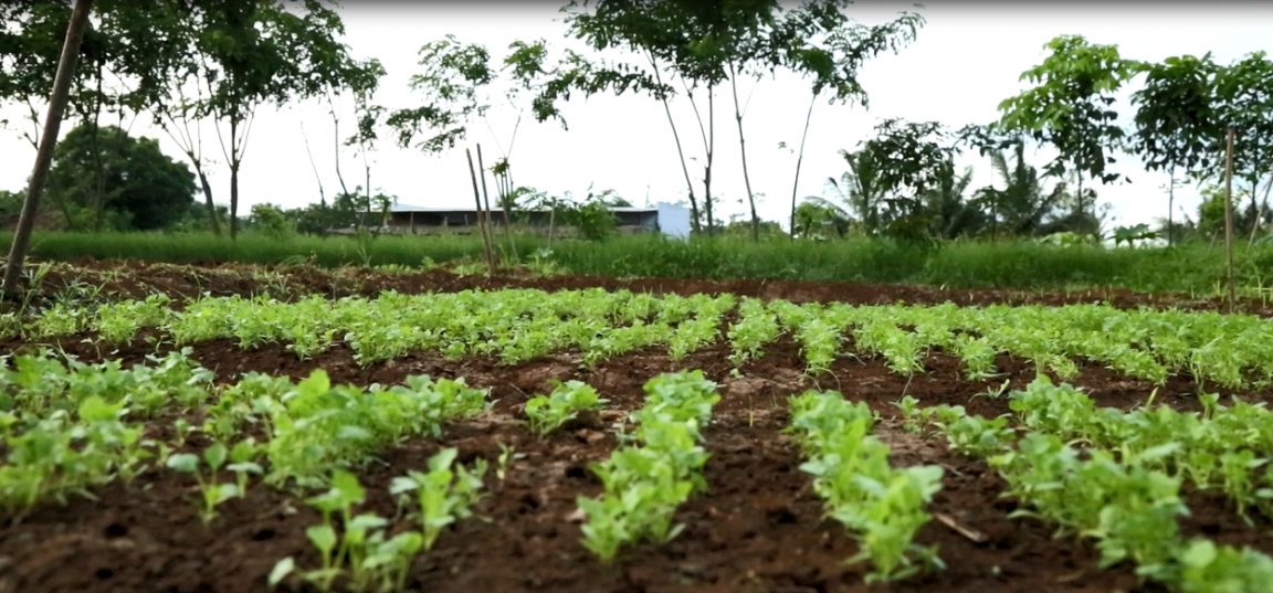 The Importance of Consistency in Fresh Produce Supply