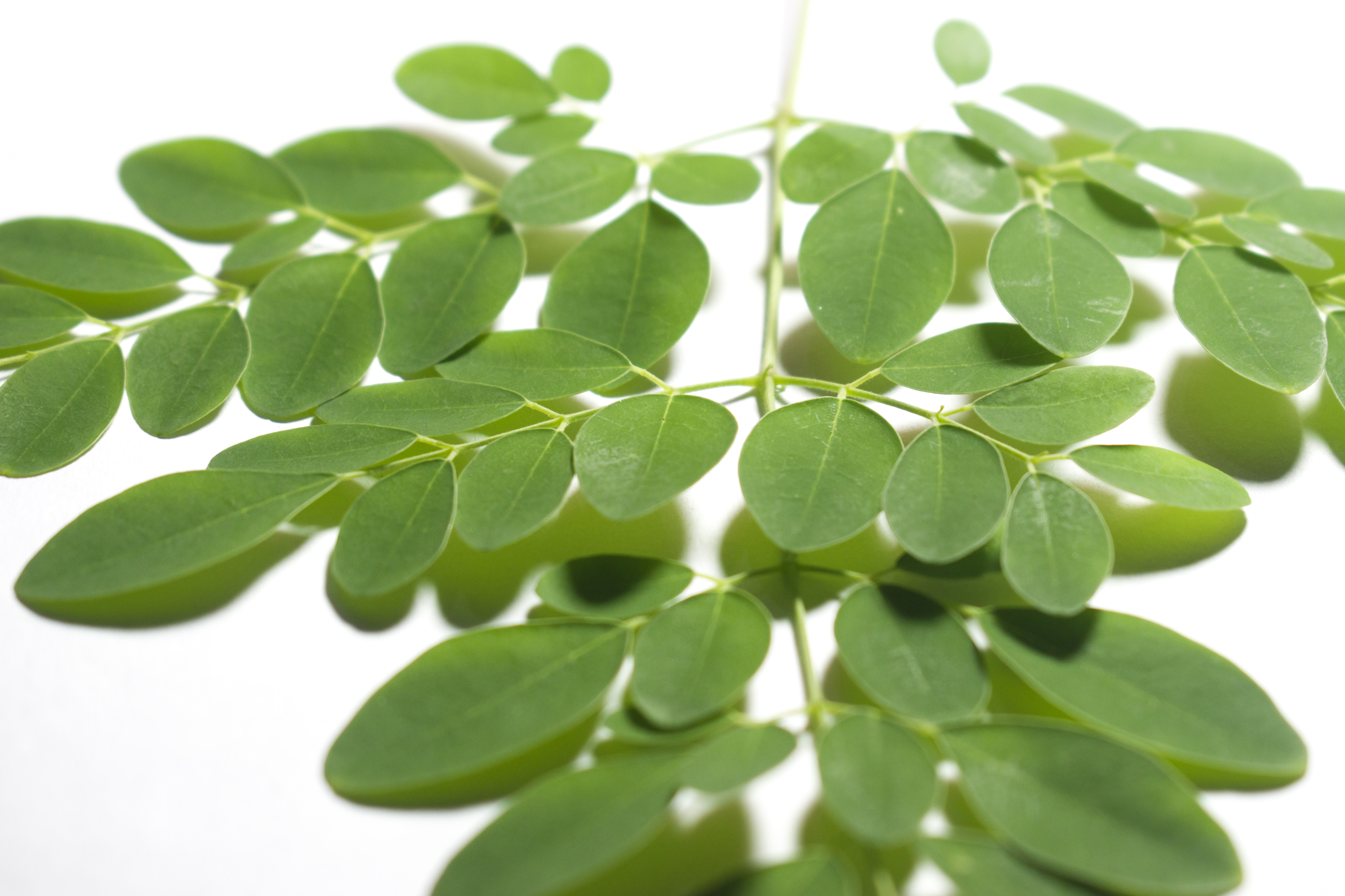 Moringa Leaves